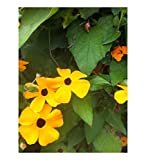 Thunbergia alata