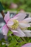 Clematis Alpina