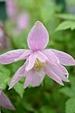 Clematis macropetala ‘Markhams pink’