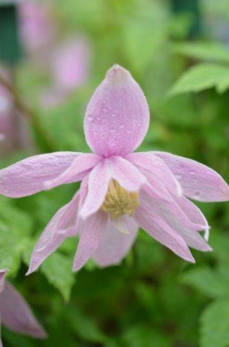 Clematis macropetala 'Markhams Pink' AGM