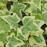 Hedera