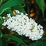BUDDLEIA DAVIDII 'Buzz Ivory'