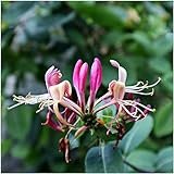 Lonicera periclymenum