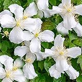 Clematis montana grandiflora