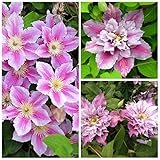 Clematis Piilu