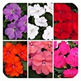 Impatiens