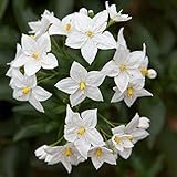 Solanum jasminoides Album