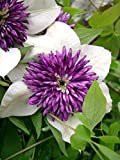 Clematis Florida VAR sieboldiana