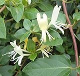 Lonicera japonica ‘Halliana’