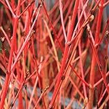 Cornus alba