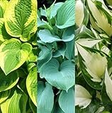 Hostas