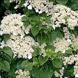 1 X Hydrangea 'PETIOLARIS' Climbing DECIDUOUS Shrub Hardy Plant in Pot