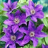 Clematis ‘The President’