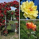 Climbing Roses