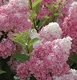 Hydrangea paniculata 'Vanille Fraise' 15cm Pot Size
