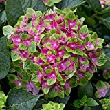 YouGarden Hydrangea 'Glam Rock', Pair of Established Plants in 9cm Pots, Schloss Wackerbath, Ready to Plant