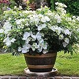 Hydrangea Plant, Runaway Bride, Hardy Shrub, White Flowers, Lacecap, Chelsea Winner, RHS Chelsea Plant of The Year 2018, 1 x 1-Litre Potted Plant