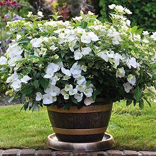 Hydrangea Run away Bride