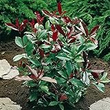 Photinia ‘Red Robin'