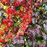 Virginia creeper