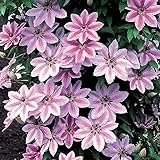 Clematis Nelly moser