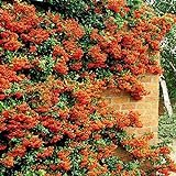 Pyracantha