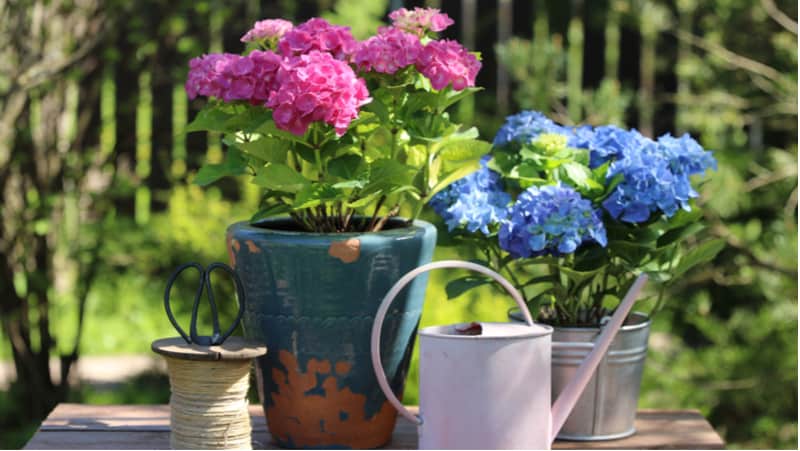 Growing Hydrangeas in pots