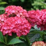 Hydrangea Selma ideal for pots