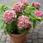 Mop head Hydrangea grown in a pot