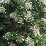 Climbing Hydrangea