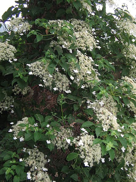 Climbing Hydrangea