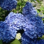 blue mop head hydrangea flower