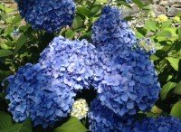 blue mop head hydrangea flower