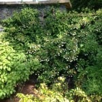 climbing hydrangea along house wall garden