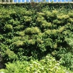 climbing hydrangea along wall