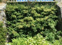 climbing hydrangea along wall