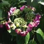 dark pink lacecap hydrangea