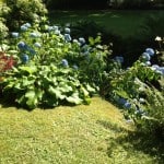 hydrangea along lawn