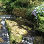 hydrangea along river