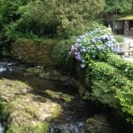 hydrangea along river 2