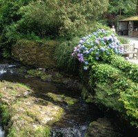 hydrangea along river 2