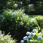 hydrangea along stream