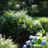 hydrangea along stream