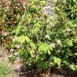 hydrangea bush