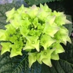 Green Hydrangea flower