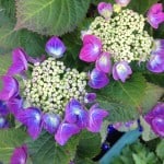 hydrangea lacecap blue