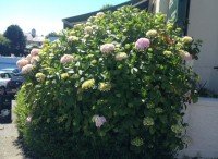 Large hydrangea