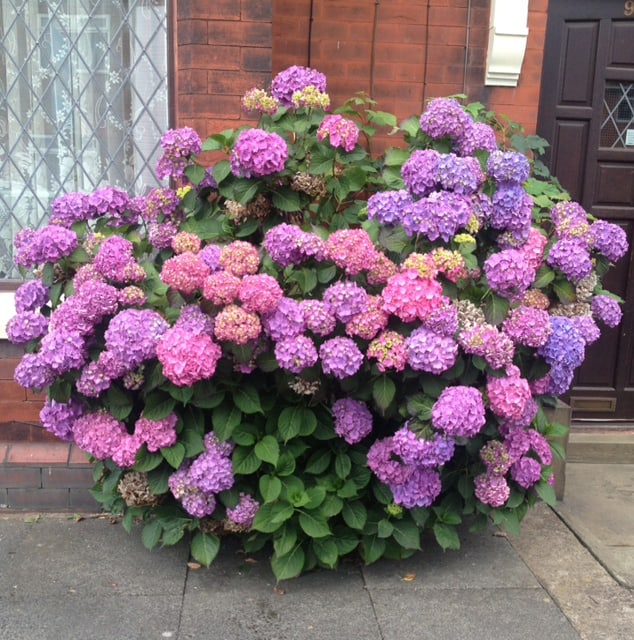 How to change the color of hydrangeas