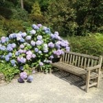 hydrangea next to bench