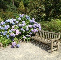 hydrangea next to bench